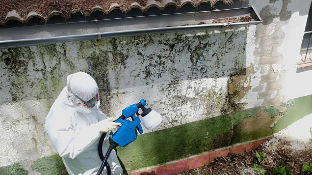 Trusted Black Mold Removal service in Wynnewood, PA - Cheap Mold Removal